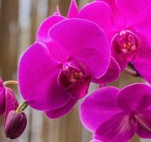 personality color magenta