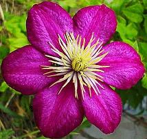 the color magenta