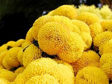 The Color Yellow Variations Of The Color Yellow