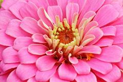 Personality Color Pink The Deepest Need Of A Personality Color Pink
