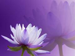 Personality Color Purple Personality Color Purple