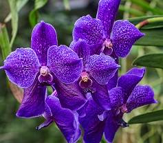 Personality Color Purple Personality Color Purple